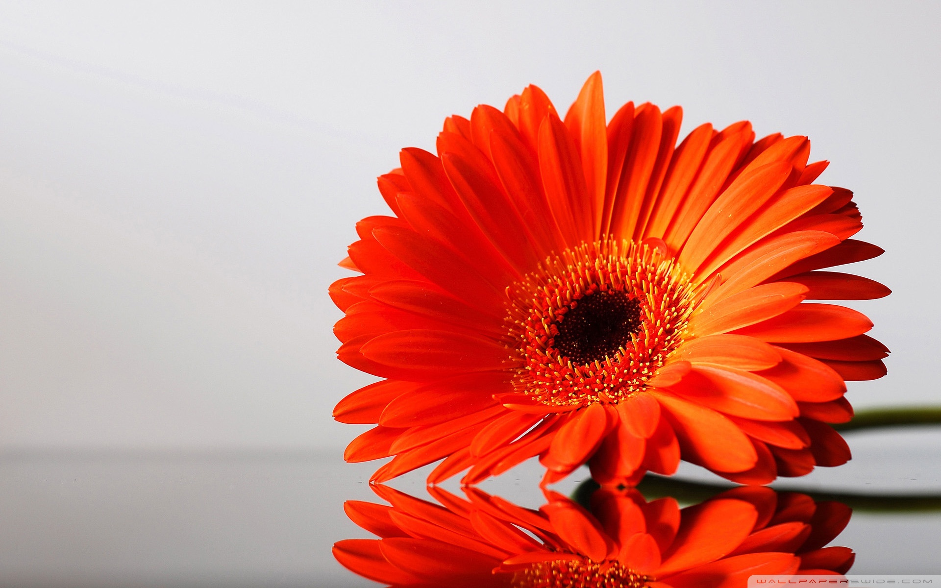 Gerber+daisies+flowers