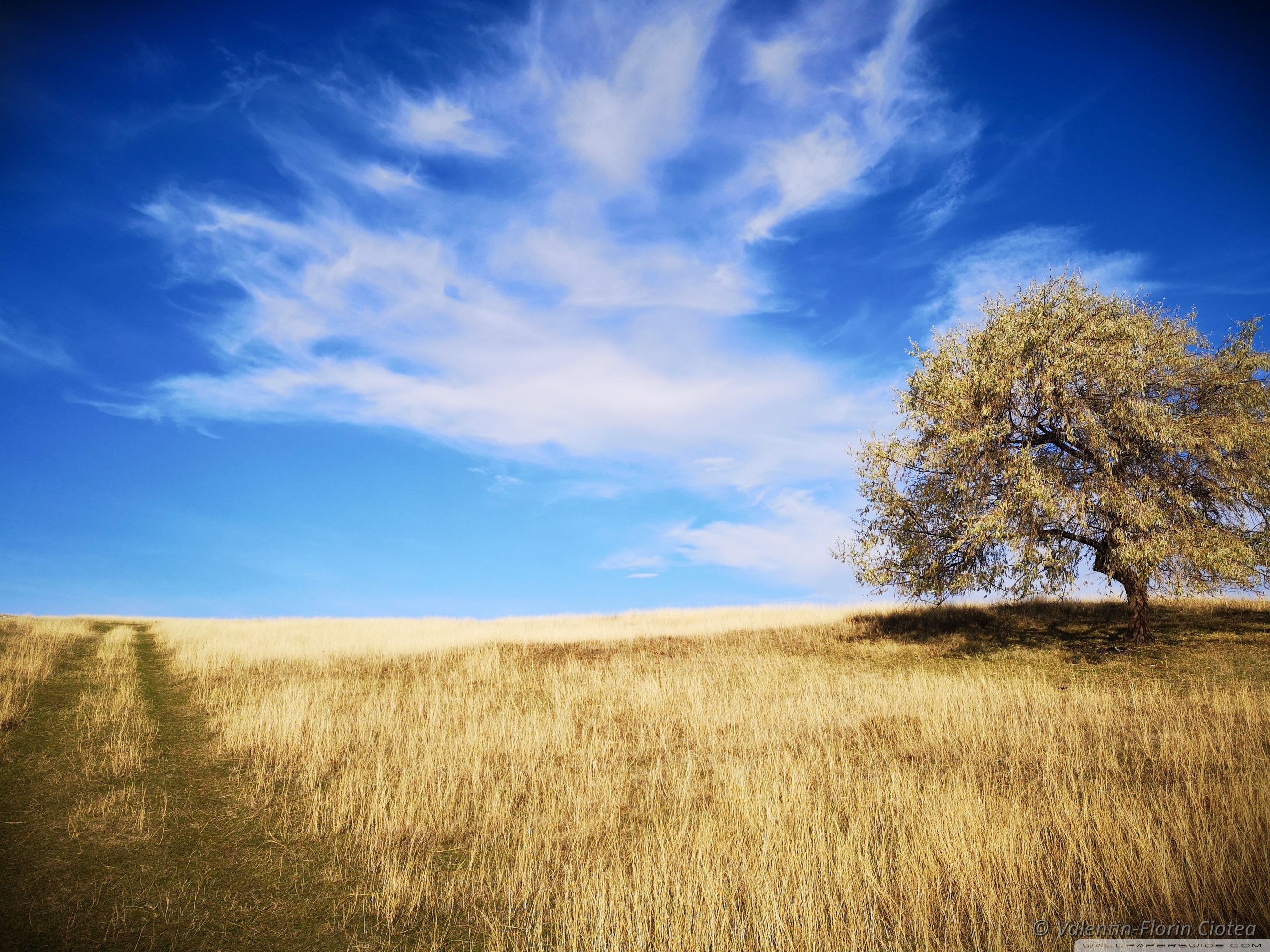 Golden grass Ultra HD Desktop Background Wallpaper for