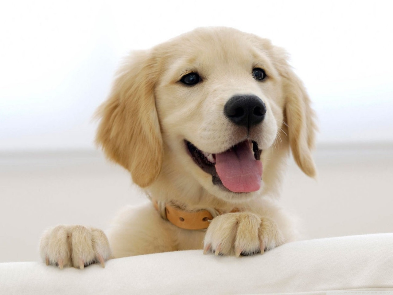 Golden Retriever Puppy Ultra HD Desktop Background Wallpaper for 4K UHD TV : Widescreen & UltraWide Desktop & Laptop : Tablet : Smartphone Golden Retriever Puppy Ultra HD Desktop Background Wallpaper for 4K UHD TV : Widescreen & UltraWide Desktop & Laptop : Tablet : Smartphone
