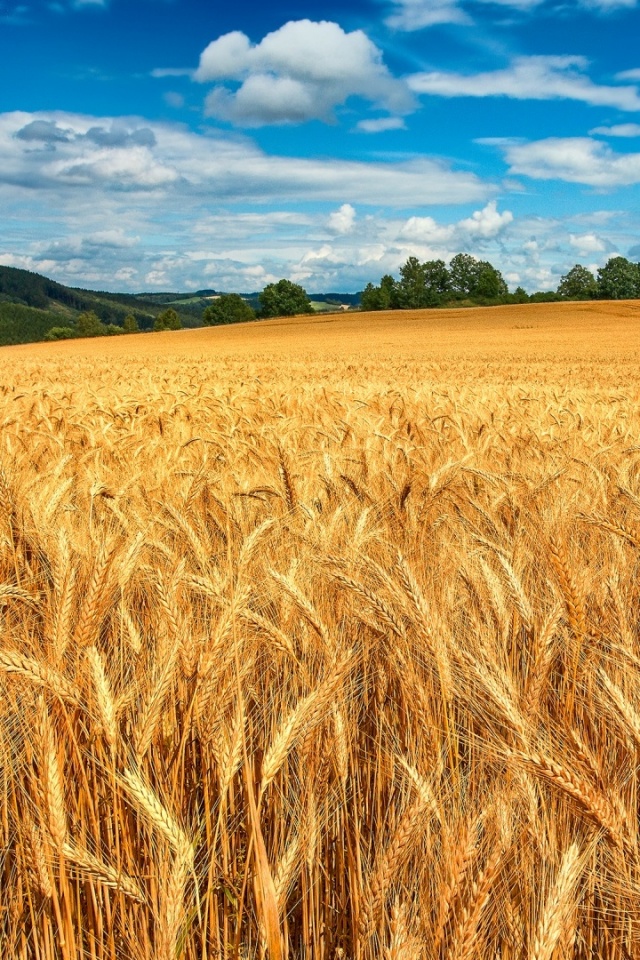 Golden Wheat Field Ultra HD Desktop Background Wallpaper for 4K UHD TV : Widescreen & UltraWide Desktop & Laptop : Tablet : Smartphone Golden Wheat Field Ultra HD Desktop Background Wallpaper for 4K UHD TV : Widescreen & UltraWide Desktop & Laptop : Tablet : Smartphone