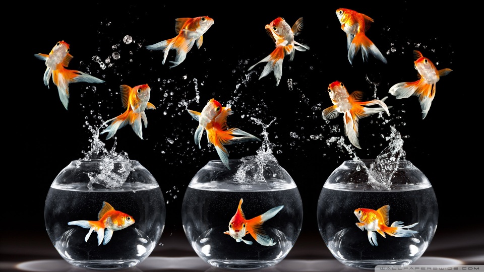 goldfish wallpapers desktop. Goldfish desktop wallpaper