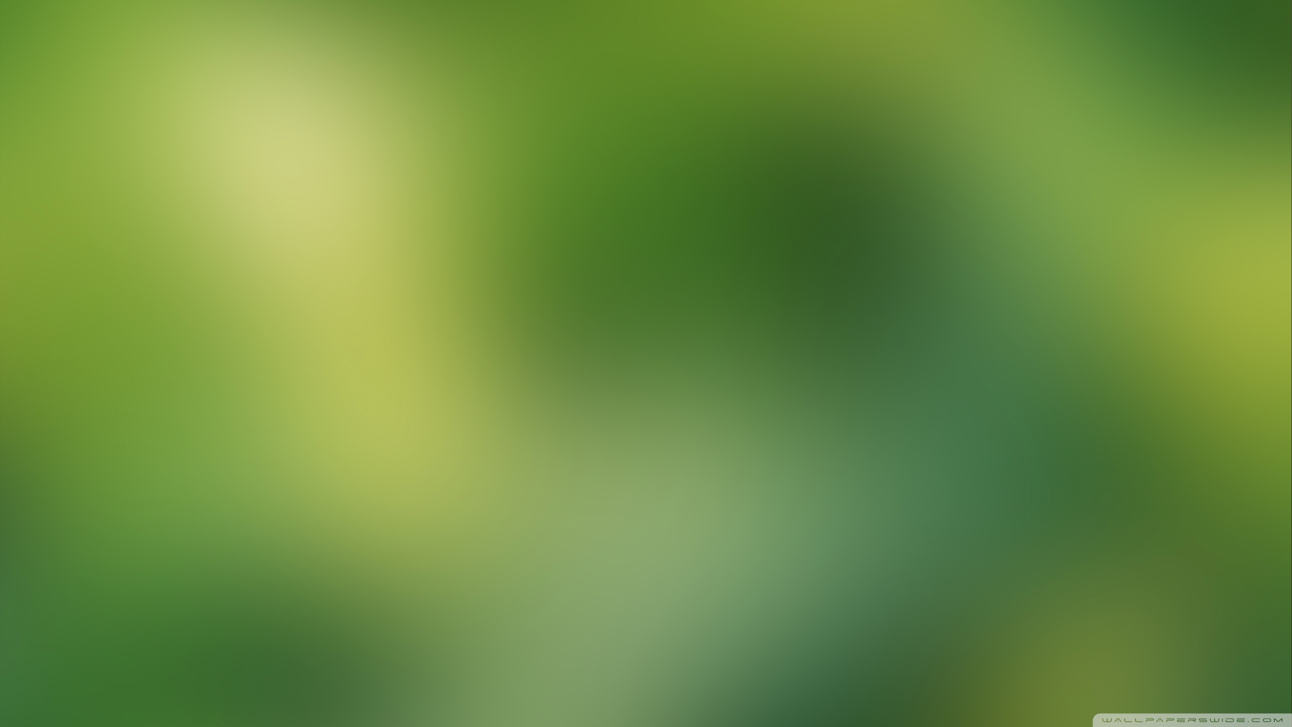 Green Blurry Background 4K HD Desktop Wallpaper For 4K Ultra HD