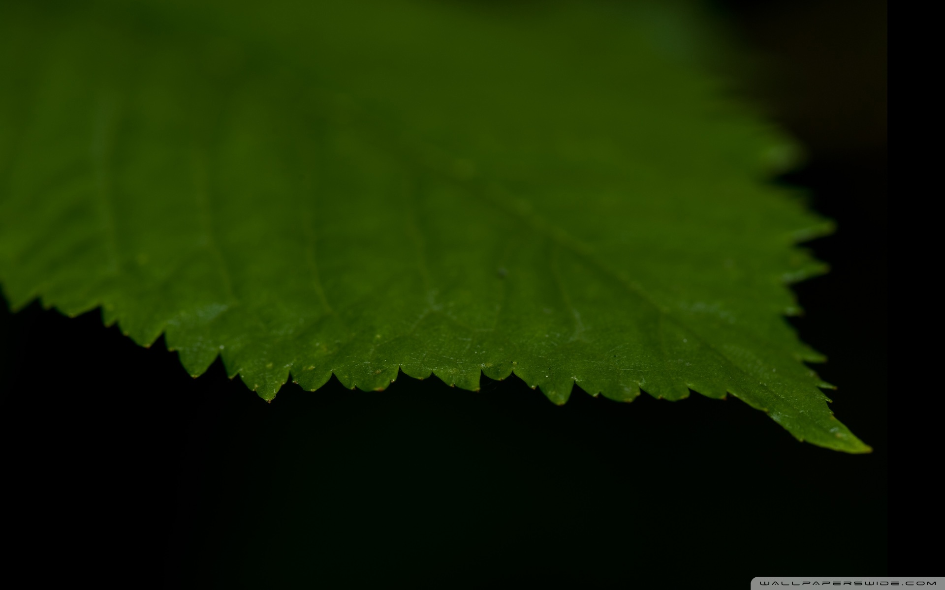 Green Leaf Against A Black Background 4K HD Desktop Wallpaper