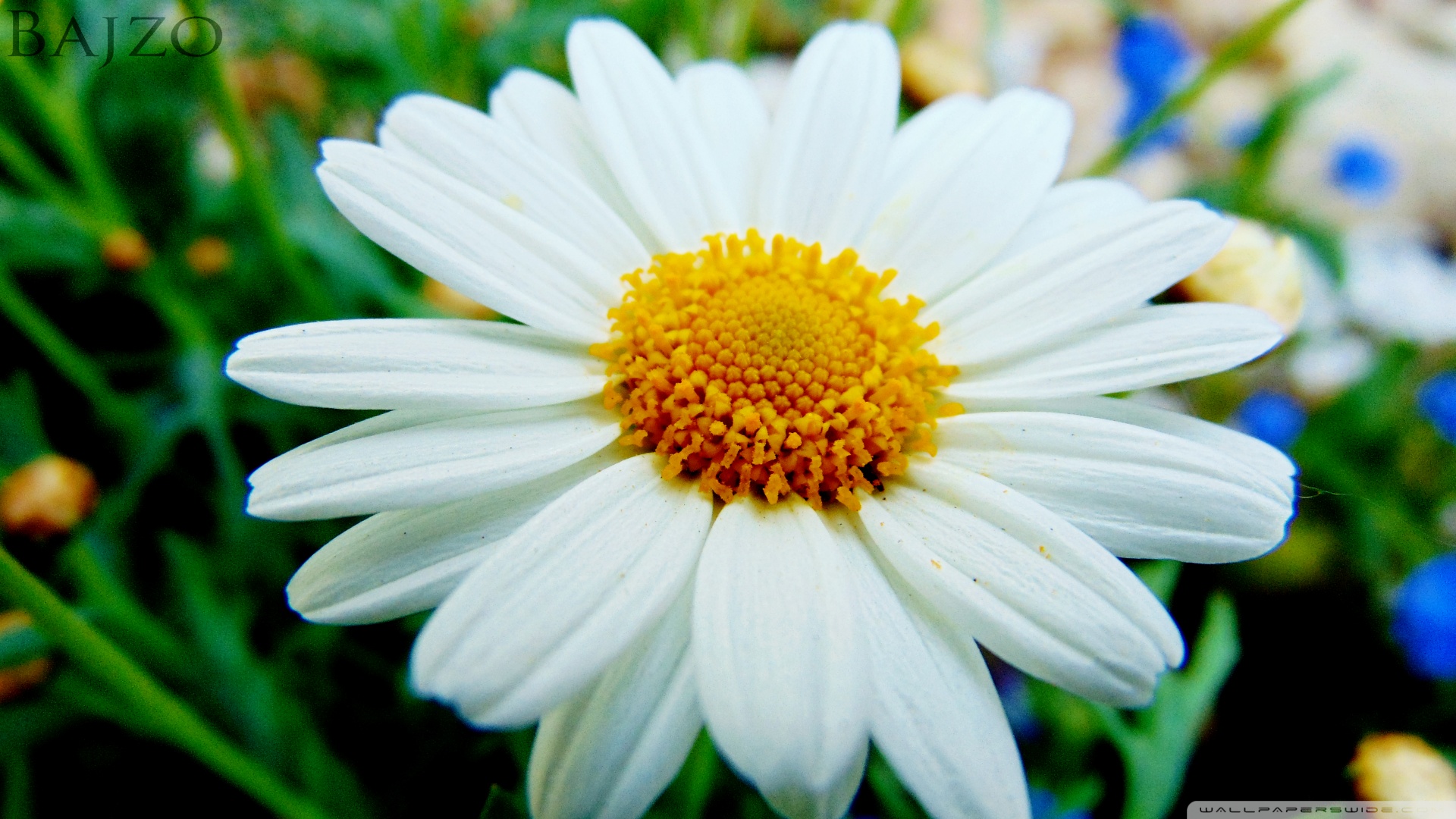 HD Flower Ultra HD Desktop Background Wallpaper for 4K UHD TV