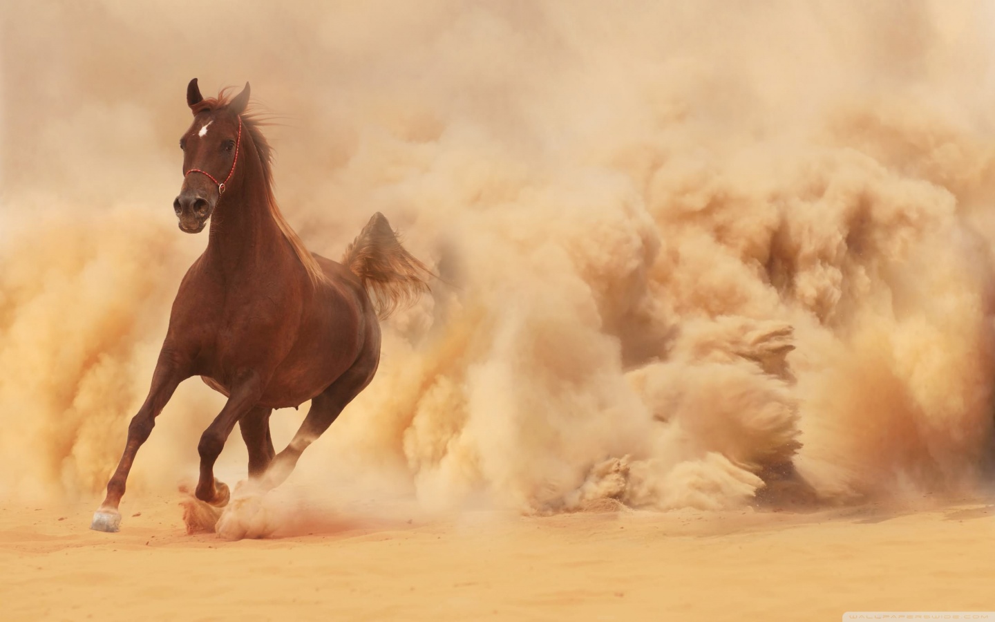 Download 21 horse-walpaper 1446-Horse-HD-Wallpapers-Background-Images-Wallpaper-Abyss.jpg