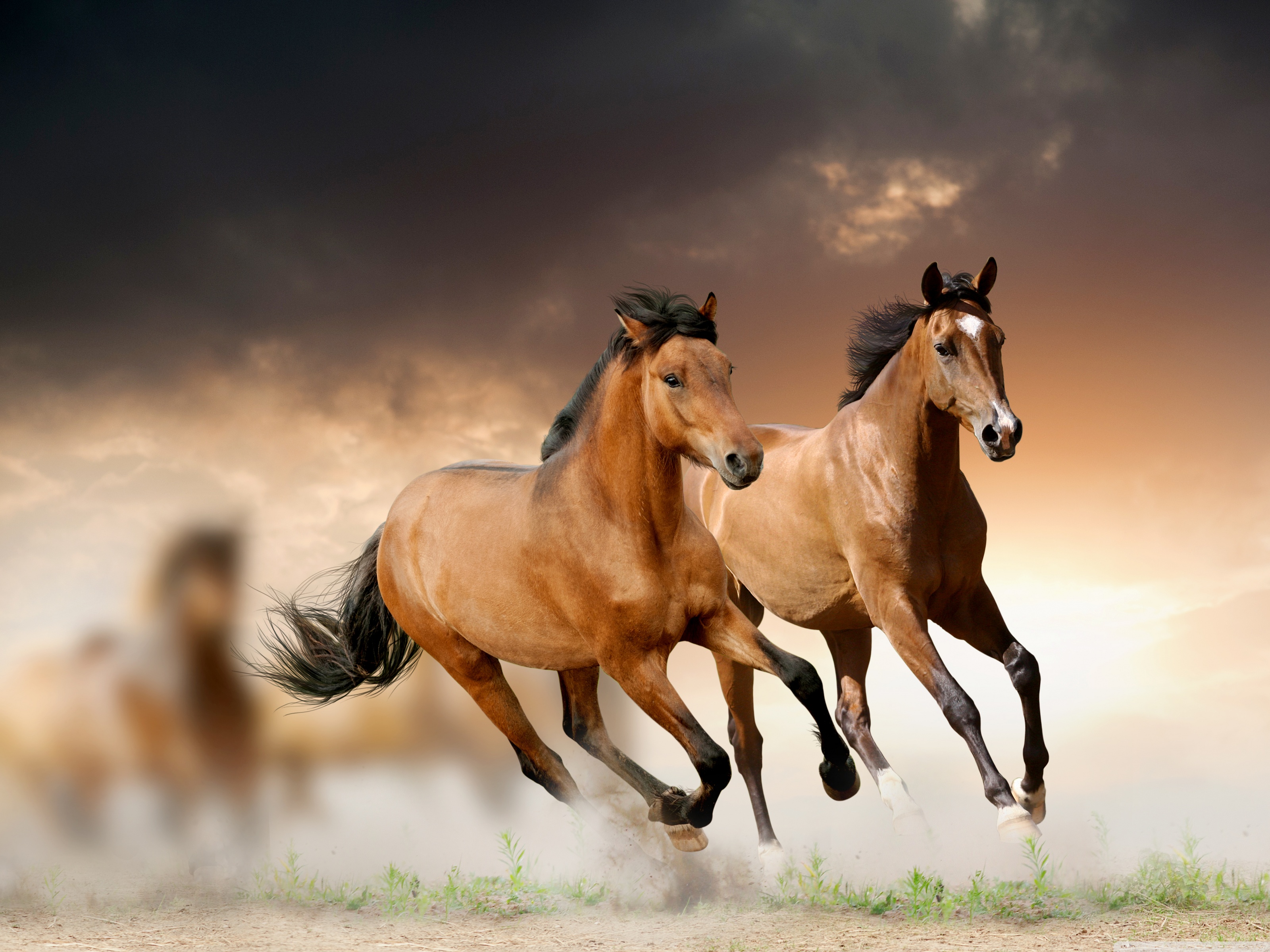 Horse Wallpapers Free By Zedge