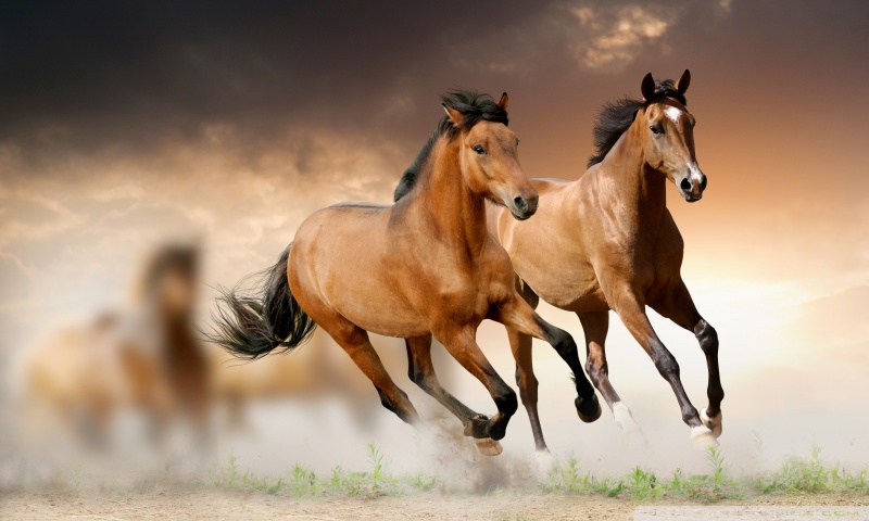 Horses Running Ultra HD Desktop Background Wallpaper for 4K UHD TV : Tablet  : Smartphone