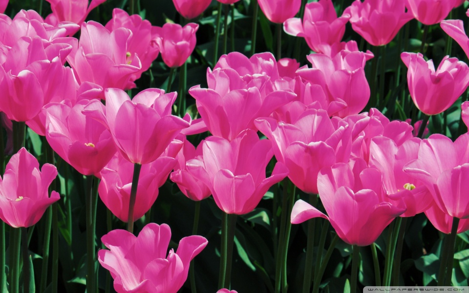 hot pink tulips wallpaper 960x600