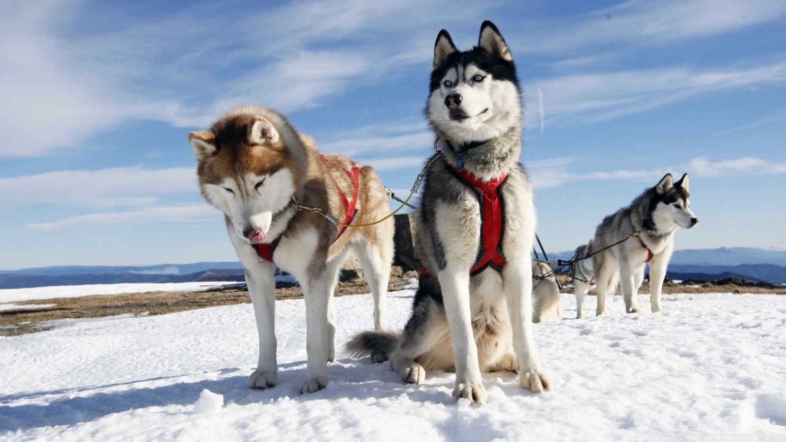 Husky Alaska Ultra HD Desktop Background Wallpaper for 4K UHD TV