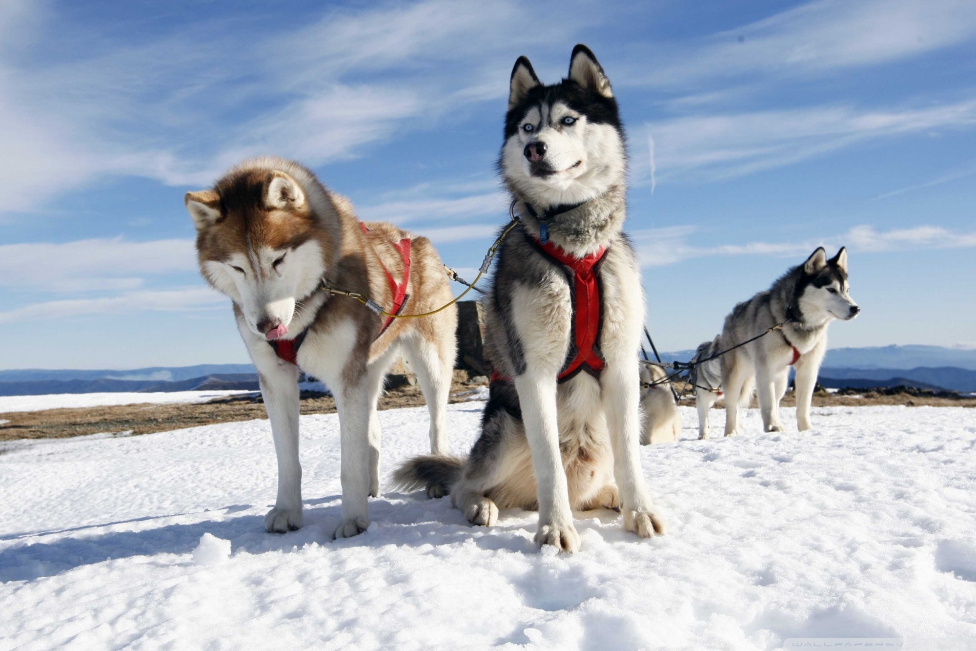 Husky Alaska Ultra HD Desktop Background Wallpaper for 4K UHD TV