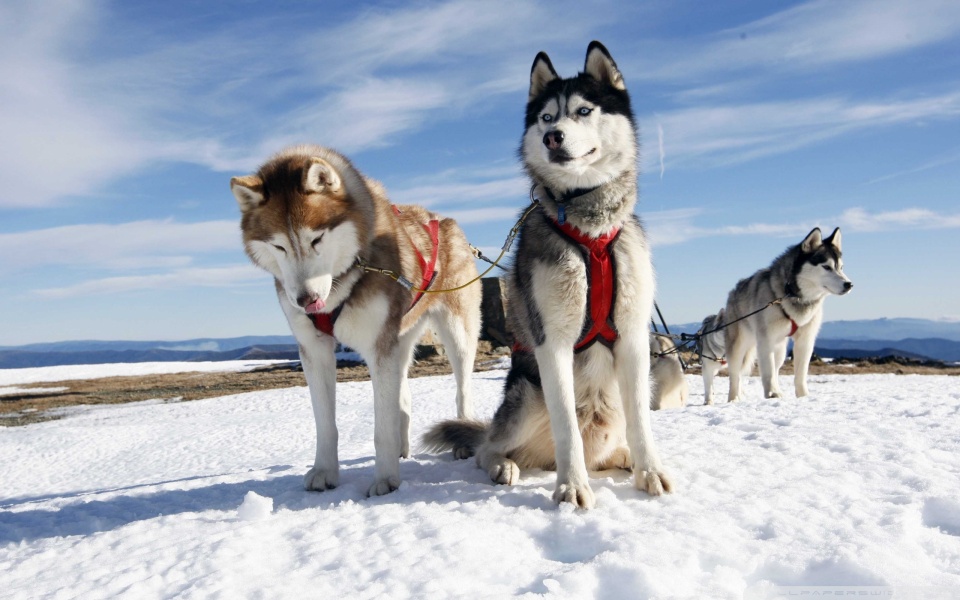 Husky Alaska Ultra HD Desktop Background Wallpaper for 4K UHD TV