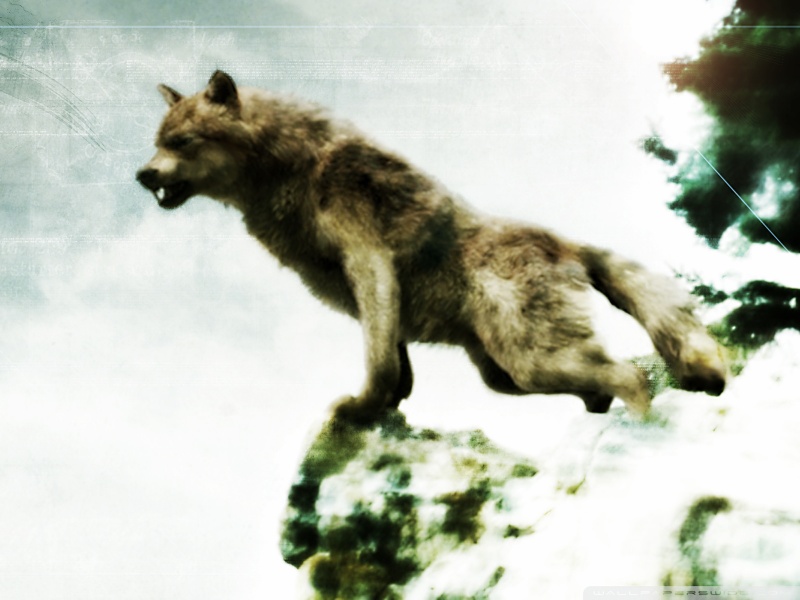 werewolf wallpapers. Jacob black-werewolf form