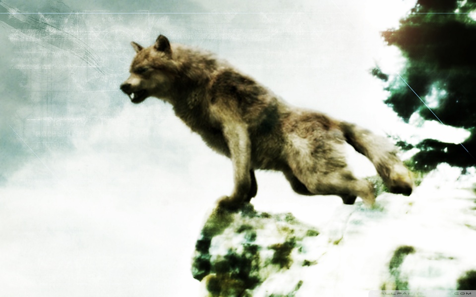 werewolf wallpapers. Jacob black-werewolf form