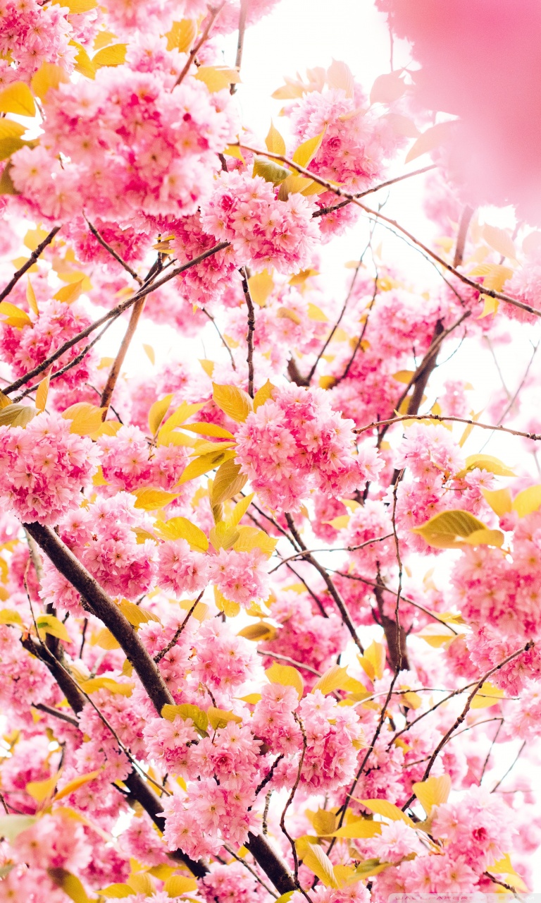 Japanese Cherry Blossom Tree Ultra HD Desktop Background Wallpaper for 4K  UHD TV : Widescreen & UltraWide Desktop & Laptop : Multi Display, Dual  Monitor : Tablet : Smartphone