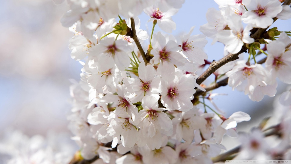 cherry blossom wallpaper anime. japanese cherry blossom