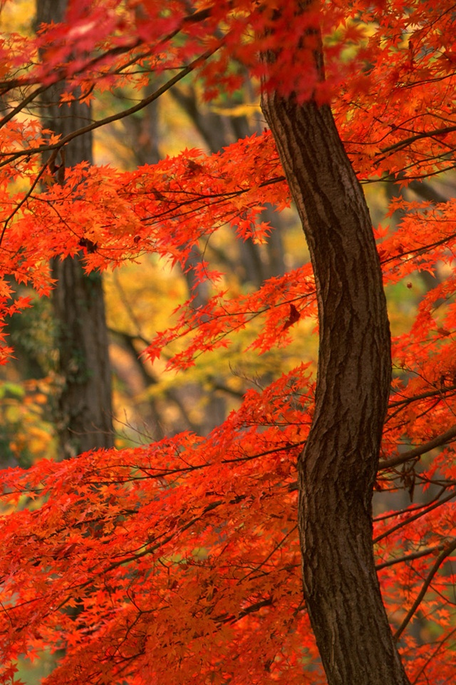 Wallpaper Desktop Japan. Japanese Maple, Japan desktop