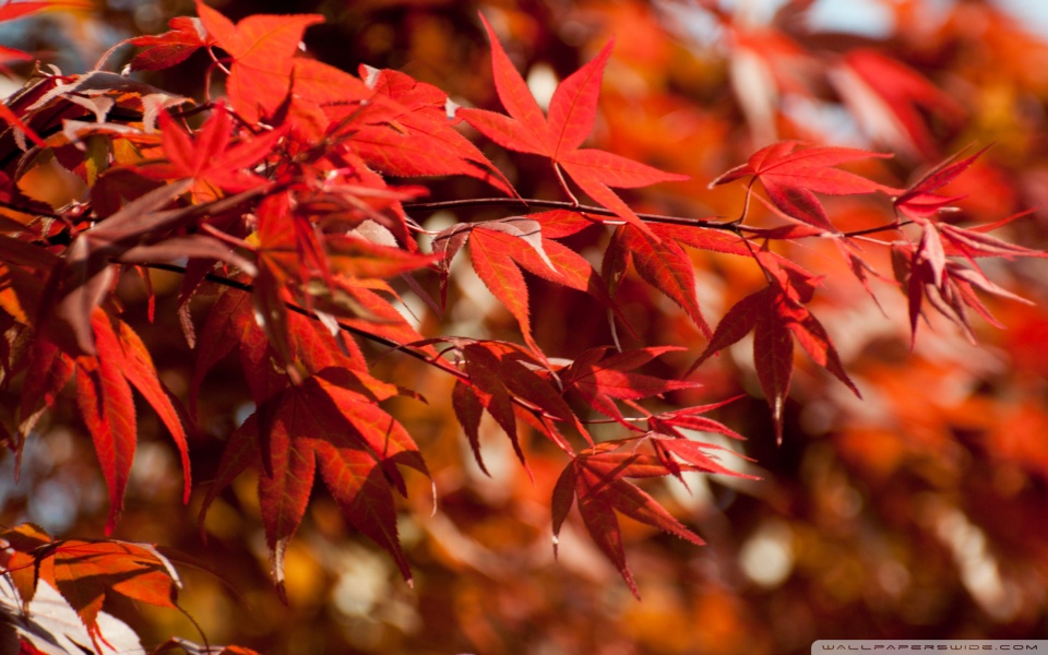 japanese maple leaves. Japanese Maple Leaves desktop
