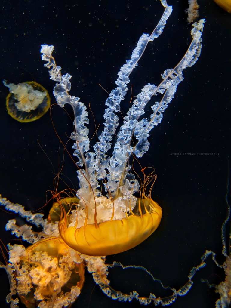 Jellyfish Ultra HD Desktop Background Wallpaper for