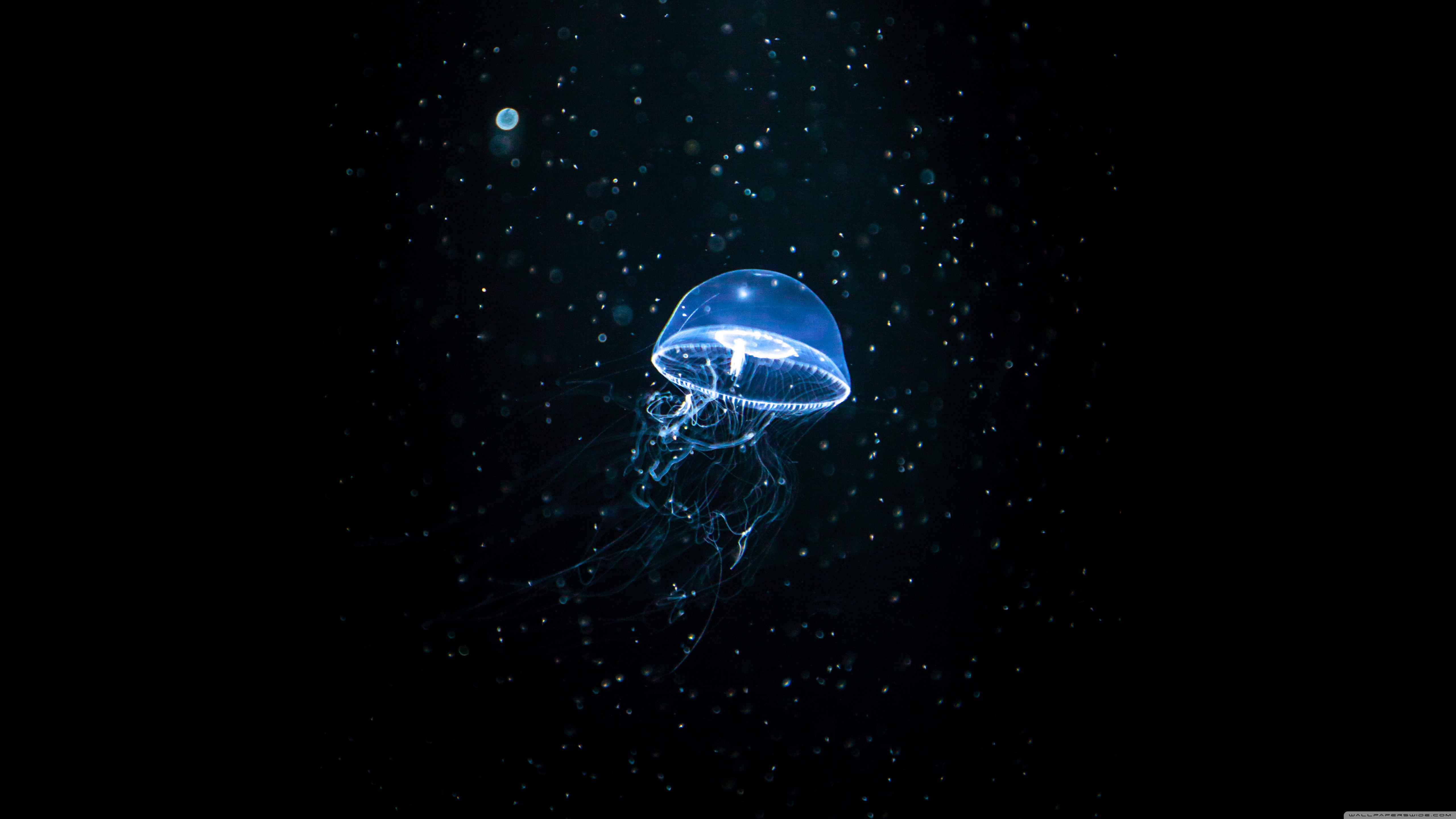 Jellyfish Dark Ultra HD Desktop Background Wallpaper for : Widescreen & UltraWide Desktop & Laptop : Multi Display, Dual & Triple Monitor : Tablet : Smartphone Jellyfish Dark Ultra HD Desktop Background Wallpaper for : Widescreen & UltraWide Desktop & Laptop : Multi Display, Dual & Triple Monitor : Tablet : Smartphone