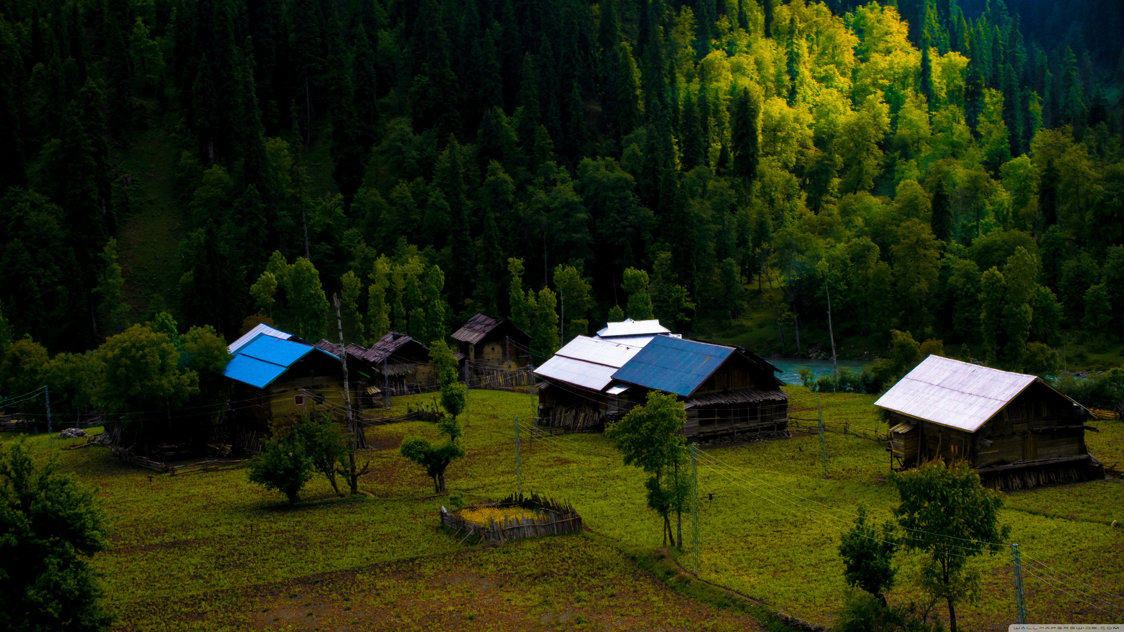 Jungle Ultra HD Desktop Background Wallpaper for 4K UHD TV