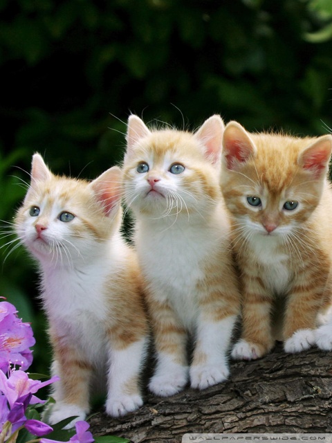 kitten desktop wallpaper. Kittens desktop wallpaper