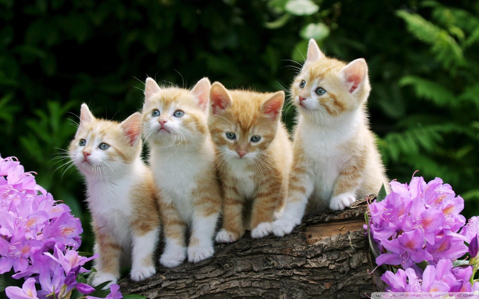 kitten desktop wallpaper. Kittens desktop wallpaper