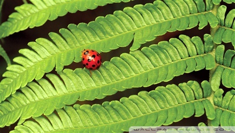 ladybug wallpaper. Rate this wallpaper