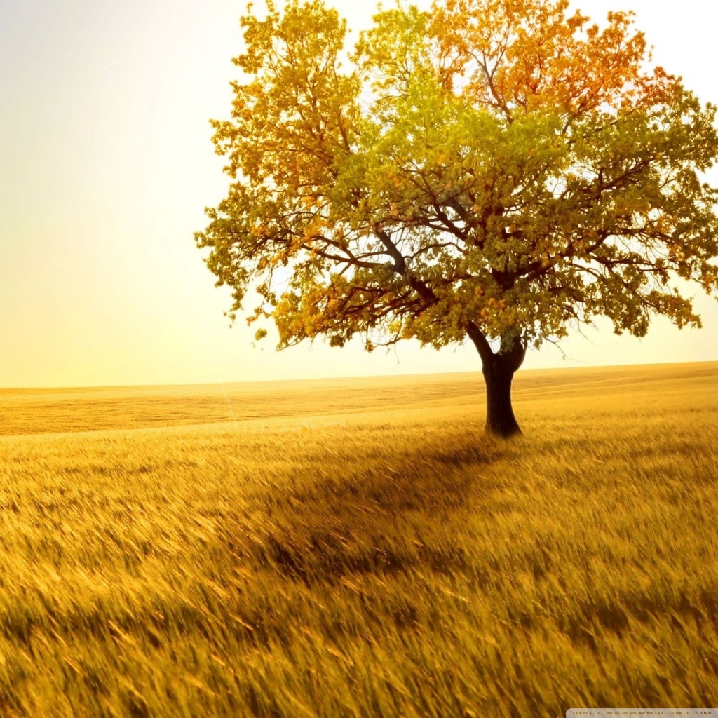 Landscape Nature Trees Fields ❤ 4K HD Desktop Wallpaper for 4K