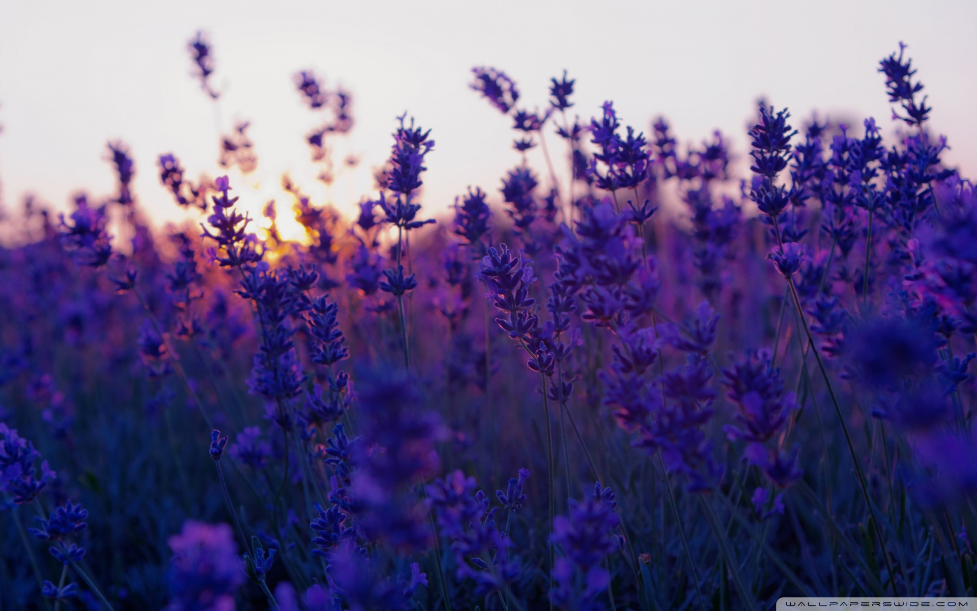 Lavender Field And Sunset Ultra HD Desktop Background Wallpaper for 4K UHD  TV : Tablet : Smartphone