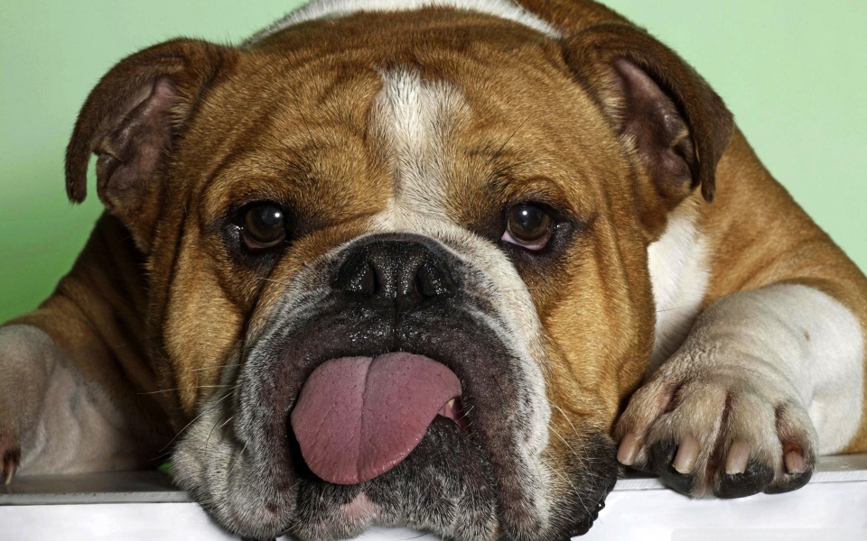bulldog wallpaper. Lazy Bulldog desktop wallpaper