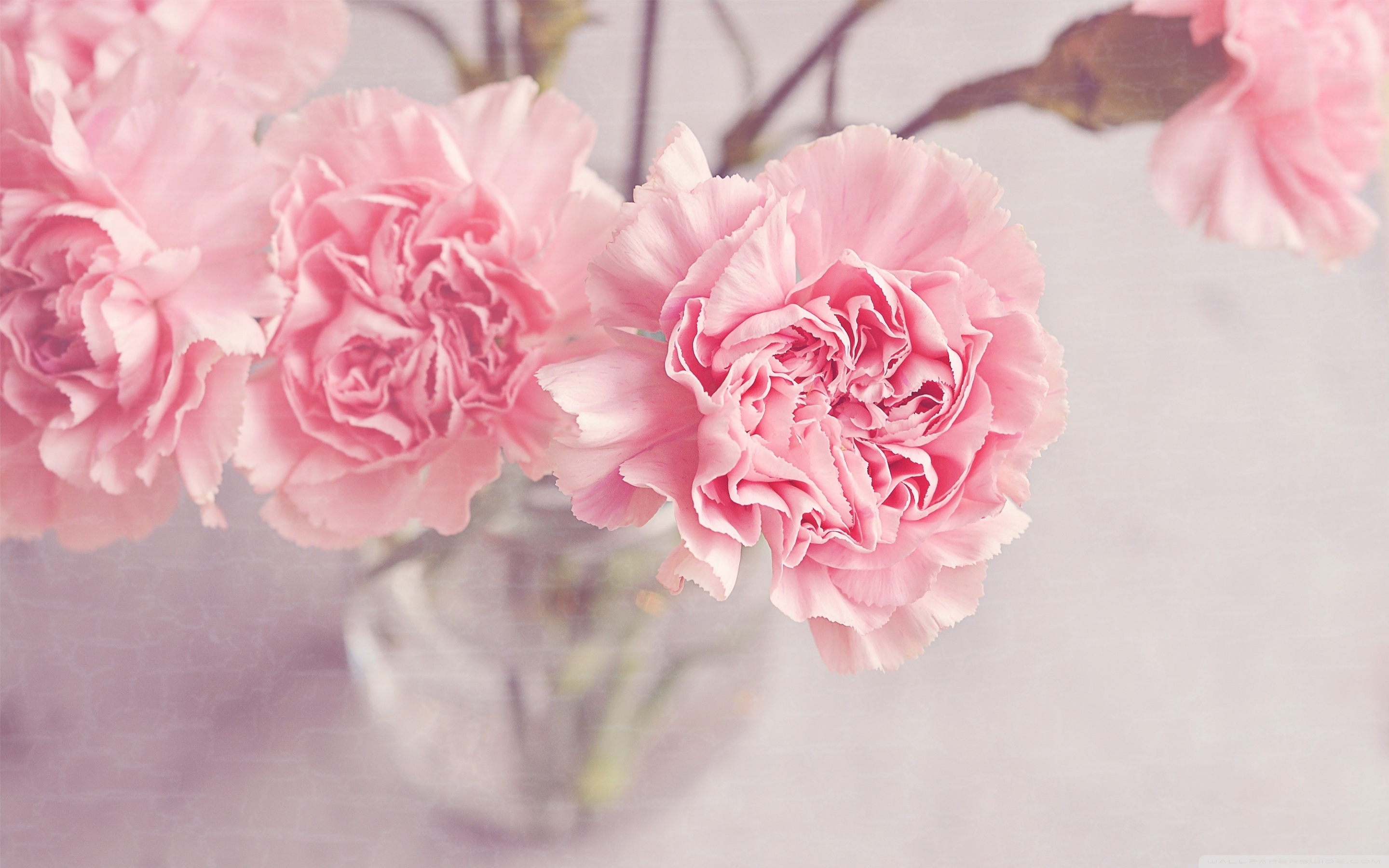Light Pink Carnations Flowers in a Vase Ultra HD Desktop Background  Wallpaper for 4K UHD TV : Widescreen & UltraWide Desktop & Laptop : Multi  Display, Dual Monitor : Tablet : Smartphone