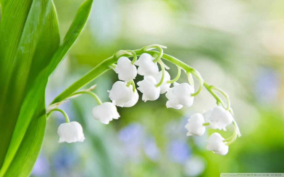 lily of the valley macro wallpaper 960x600