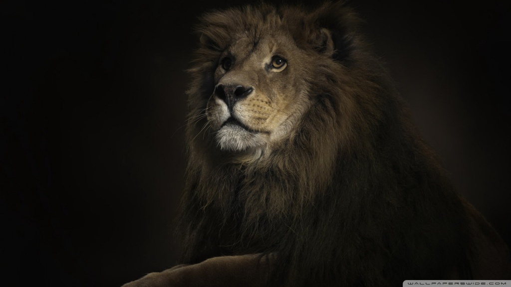 lion king wallpapers. wallpaper lion king.