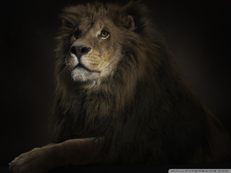 Lion King desktop wallpaper