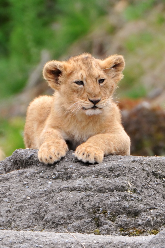 Lions Family Ultra HD Desktop Background Wallpaper for 4K UHD TV