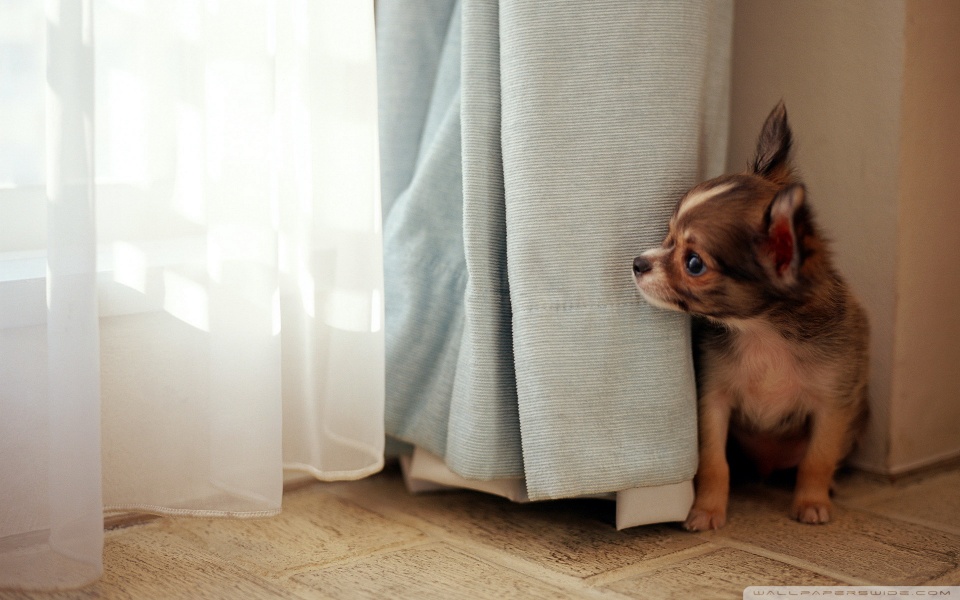 black long hair chihuahua puppies. long haired chihuahua puppies