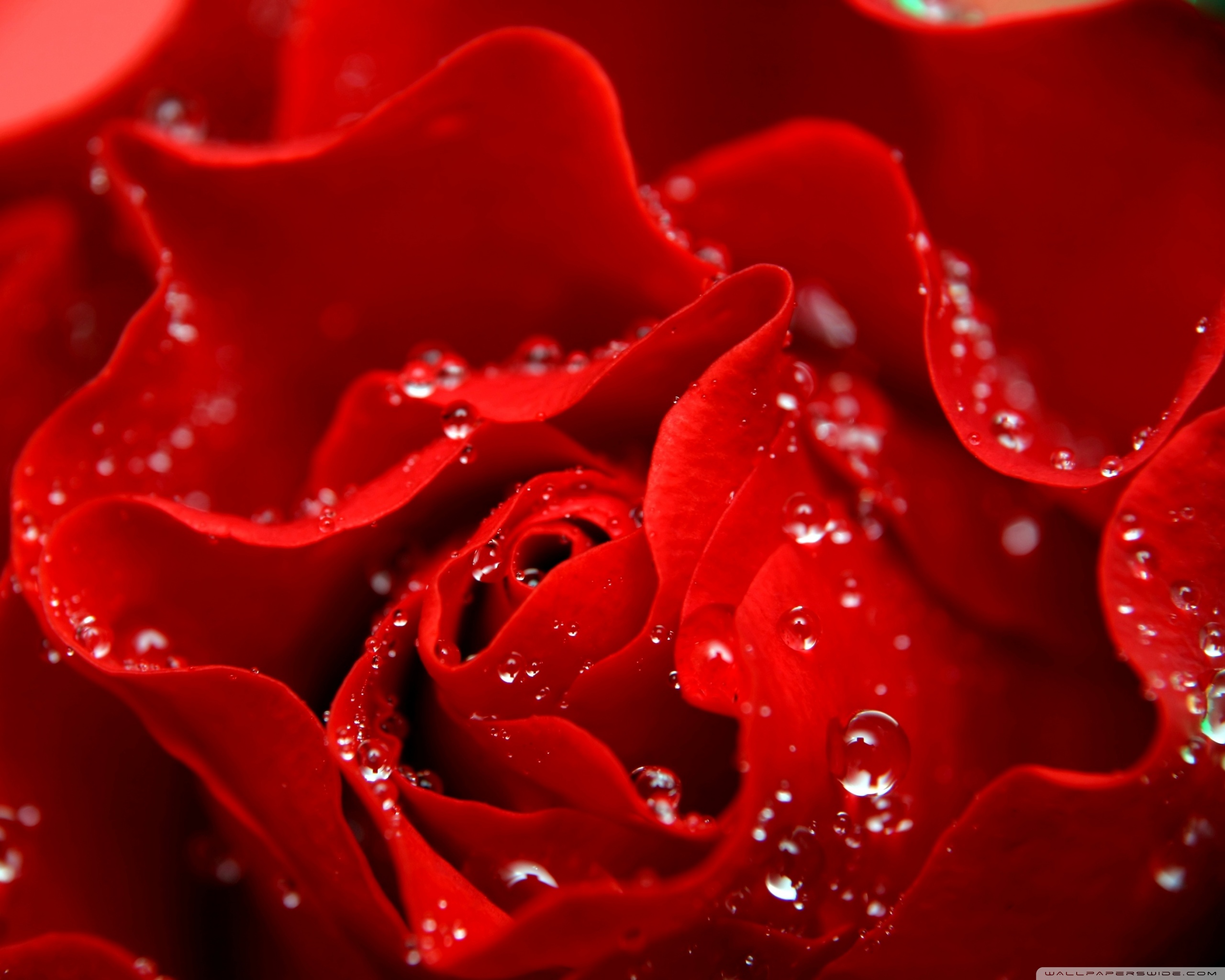 Love is Like a Red Rose Ultra HD Desktop Background Wallpaper for : Multi  Display, Dual Monitor