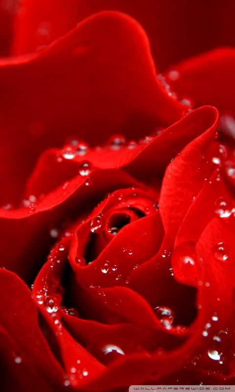 Red Rose Hd Wallpaper For Mobile
