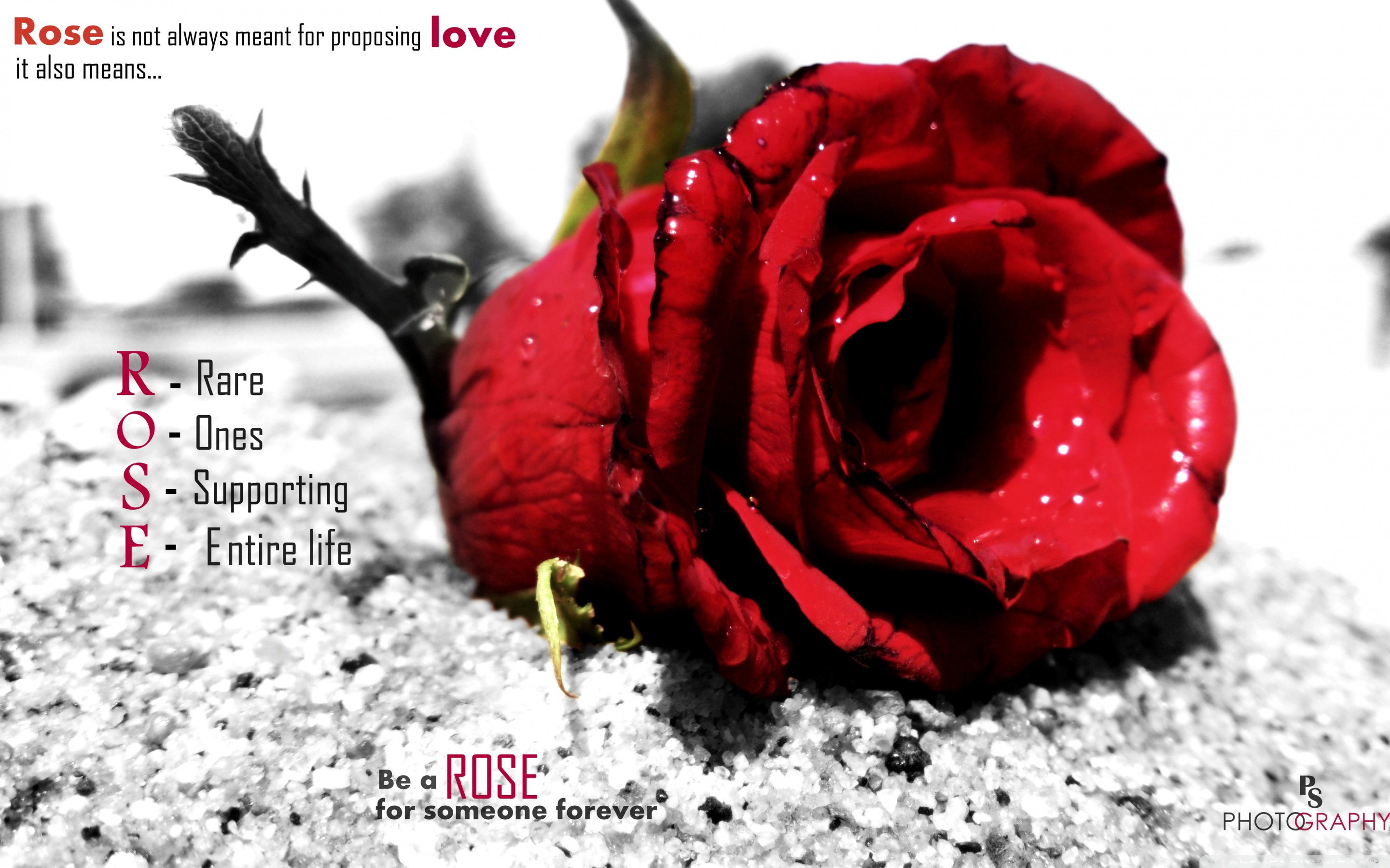 Love Rose Ultra Hd Desktop Background Wallpaper For