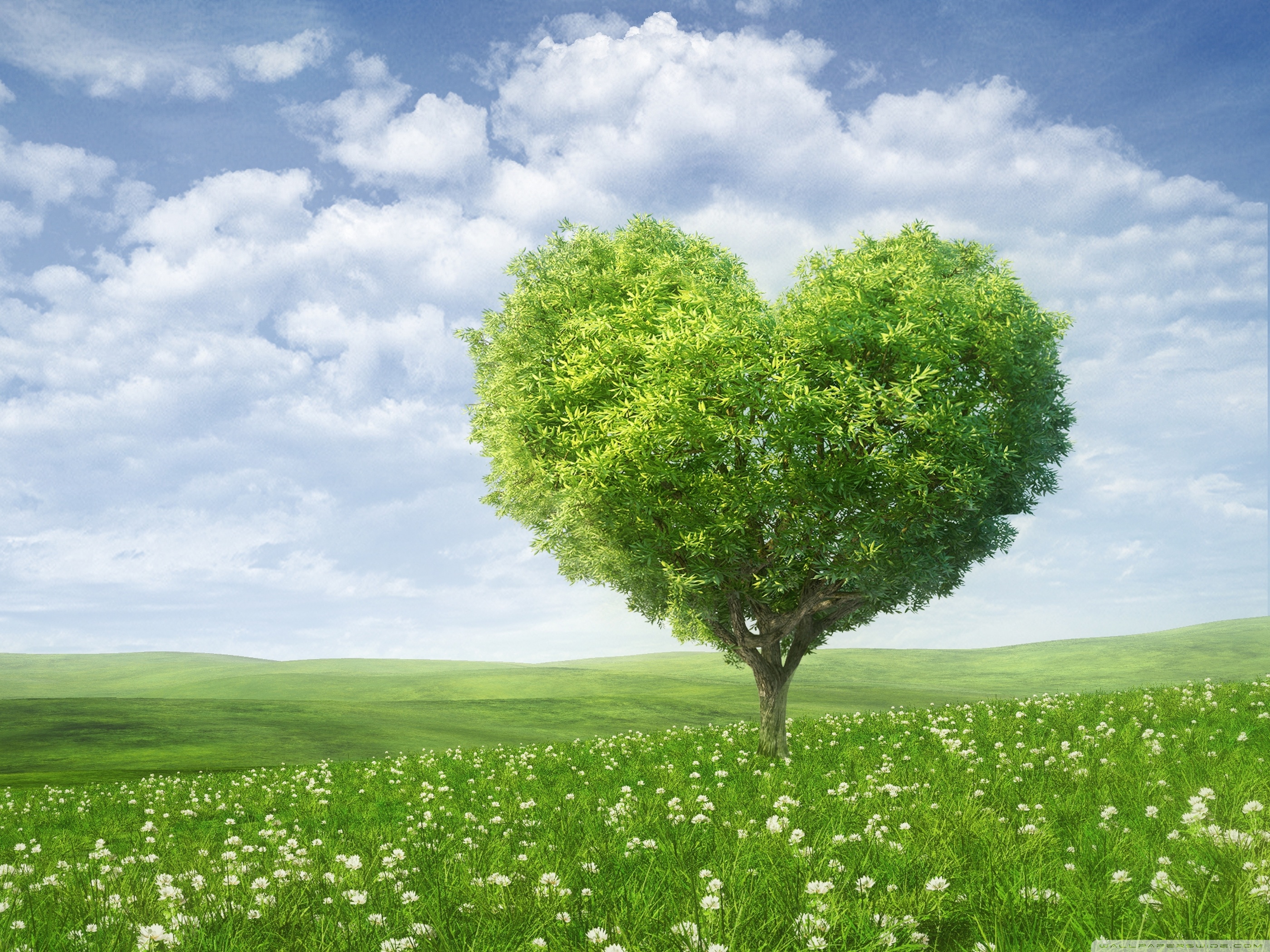 Love Tree ❤ 4K HD Desktop Wallpaper for