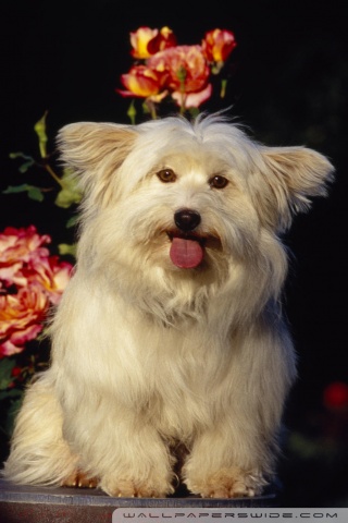 Mixed Terrier Breeds on Mixed Breed Terrier Hd Desktop Wallpaper   Widescreen   Fullscreen
