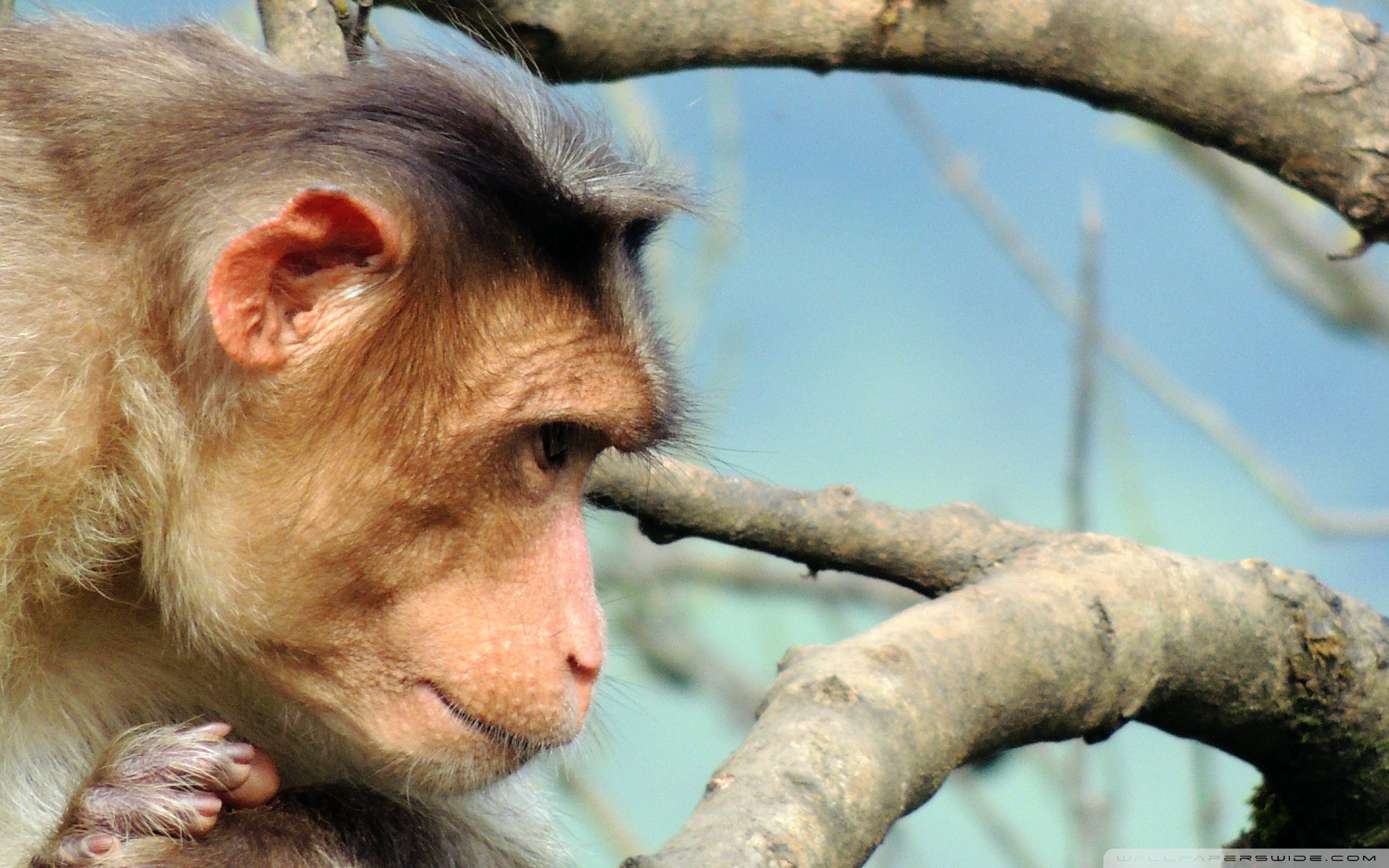 Monkey Ultra HD Desktop Background Wallpaper for : Widescreen