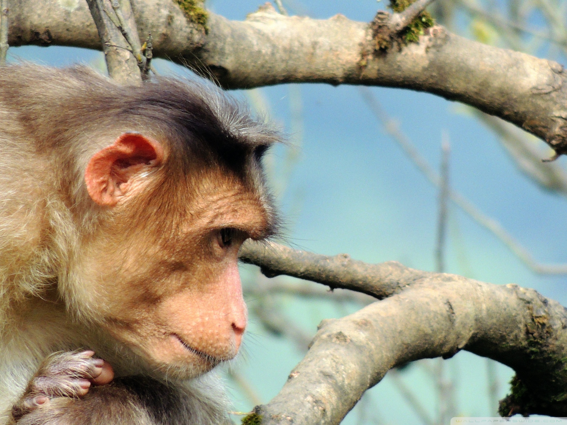 Monkey Ultra HD Desktop Background Wallpaper for : Widescreen