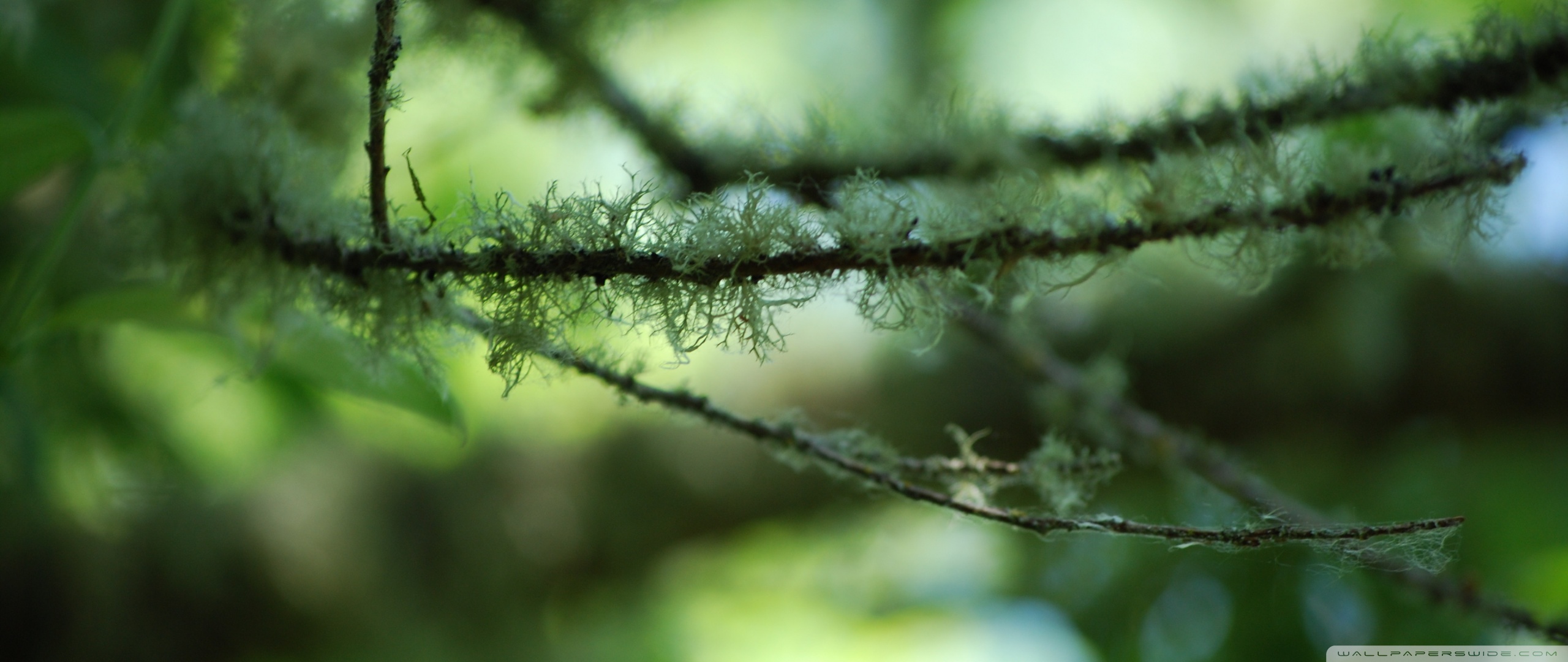 Mossy Branches Ultra HD Desktop Background Wallpaper for 4K UHD TV