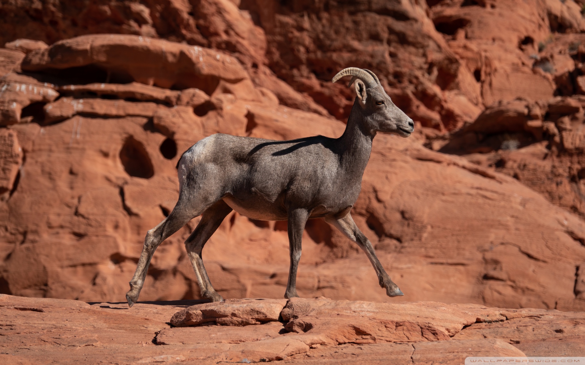 Mountain Goat Climbing Ultra HD Desktop Background Wallpaper for 4K UHD