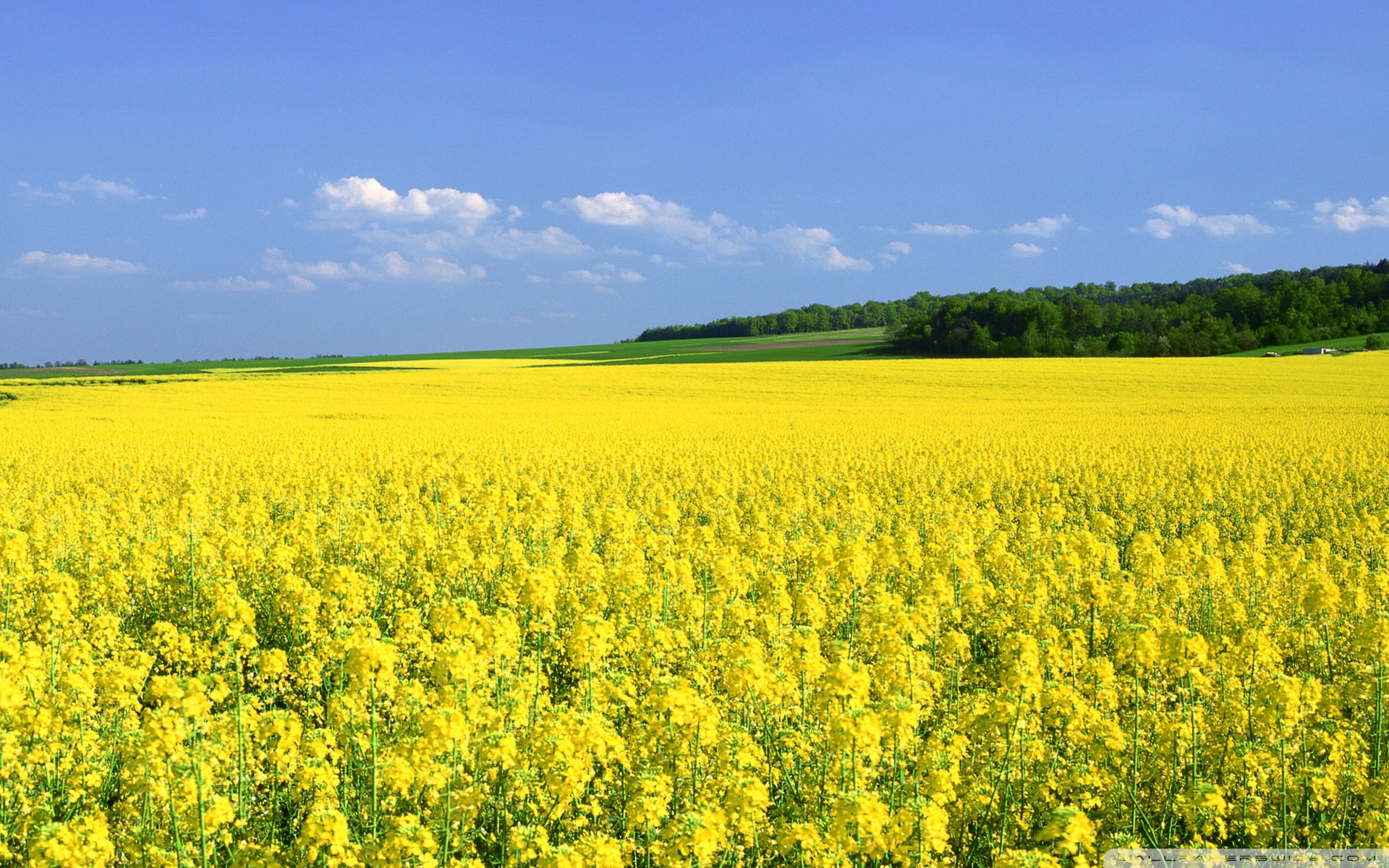 flowers field