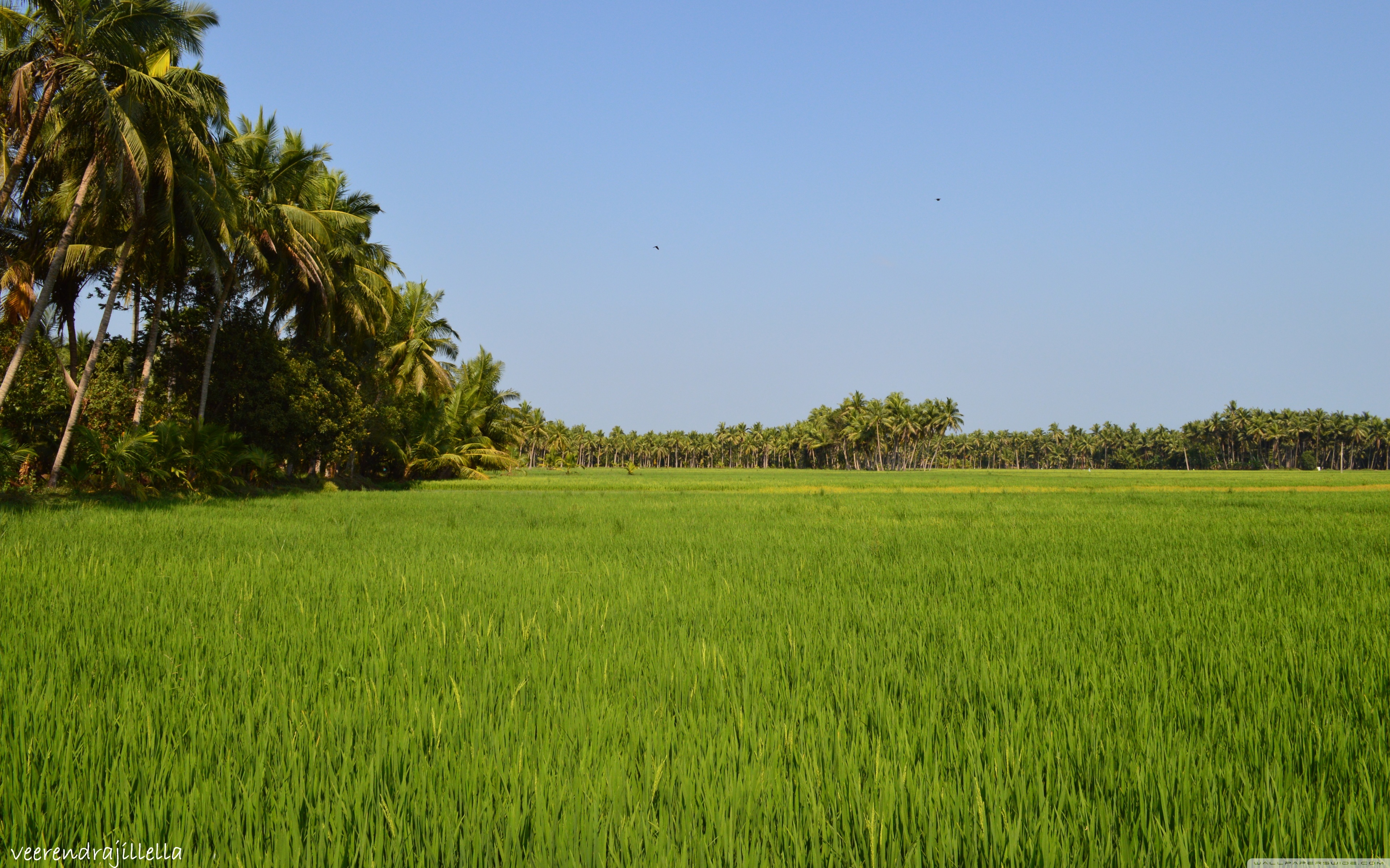 Nature Ultra HD Desktop Background Wallpaper for 4K UHD TV : Widescreen