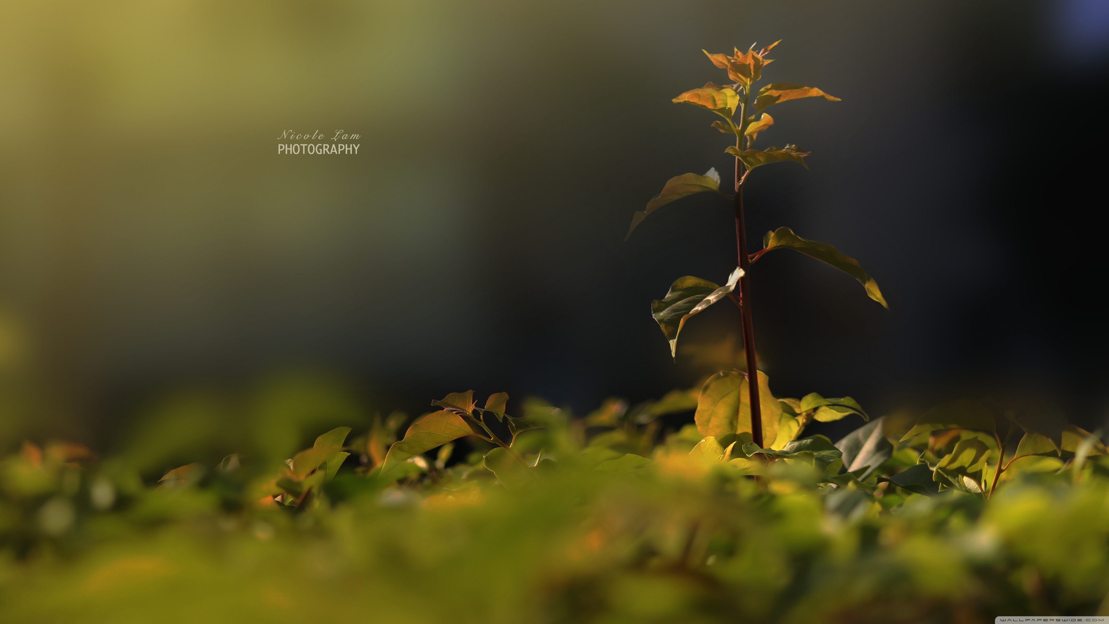 Nature Ultra Hd Desktop Background Wallpaper For 4k Uhd Tv