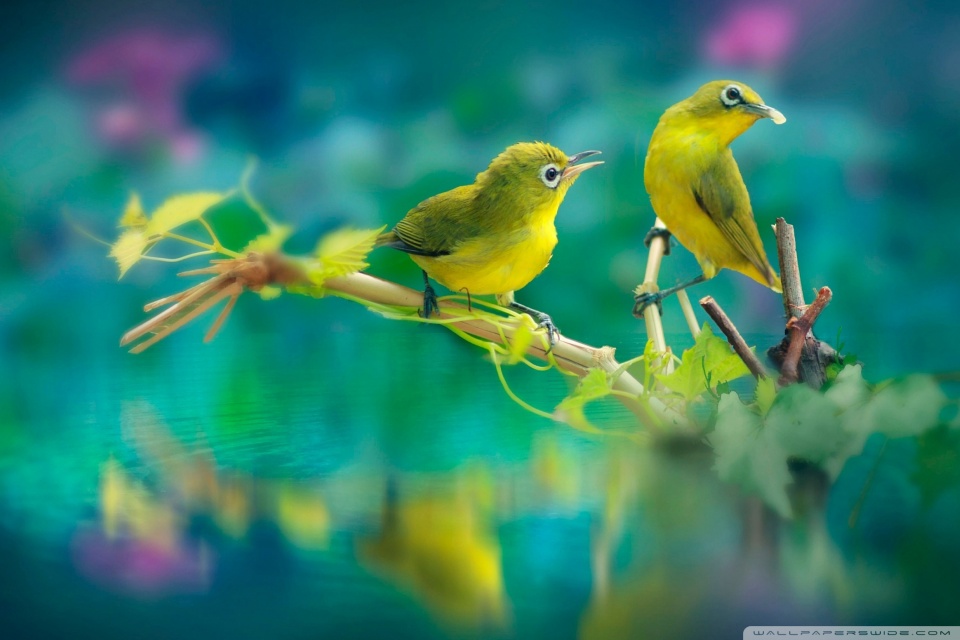 Nature Birds Ultra HD Desktop Background Wallpaper for 4K UHD TV :  Widescreen & UltraWide Desktop & Laptop : Tablet : Smartphone