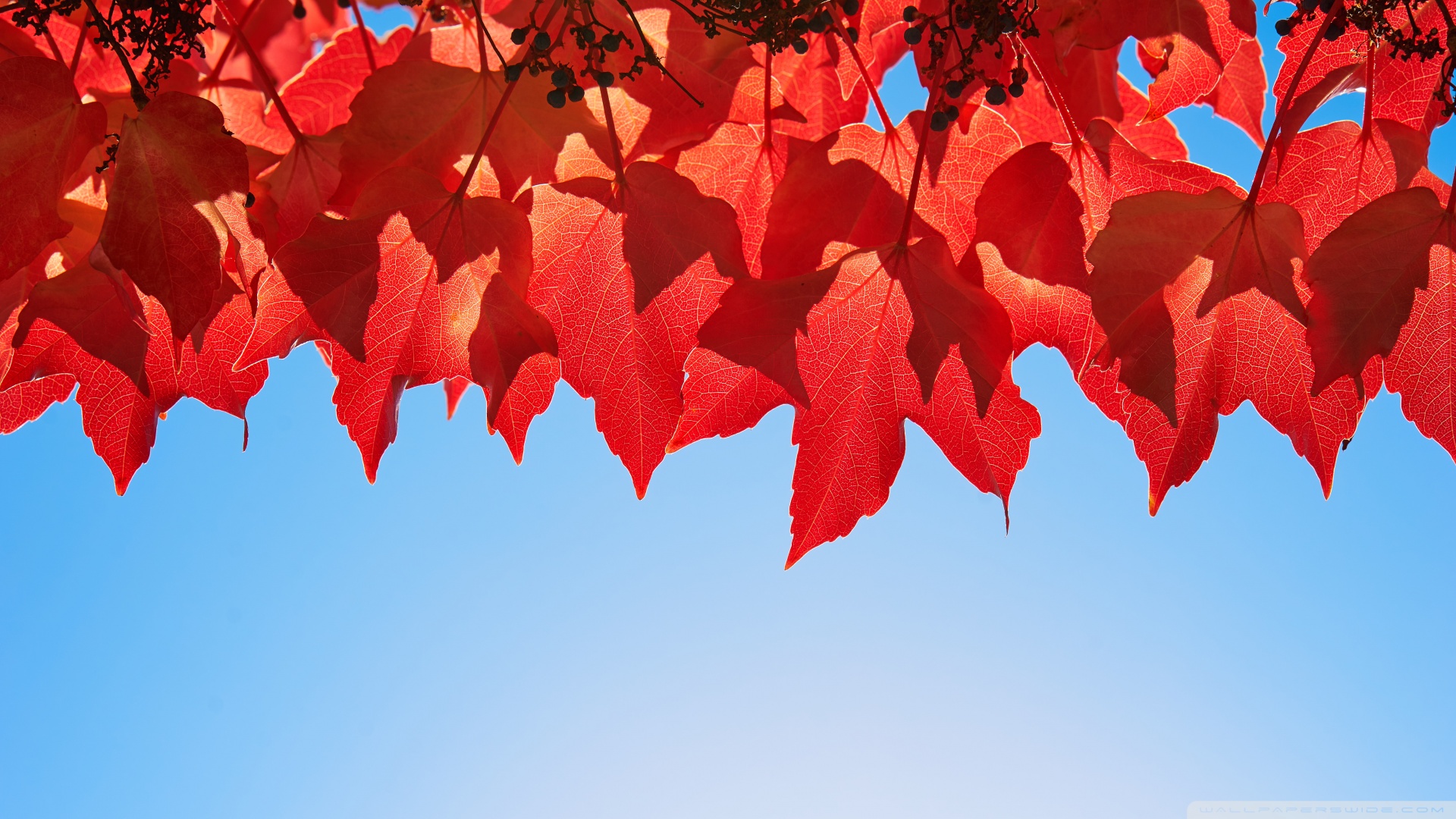 backgrounds october tumblr Leaves : : wallpaper HD Mobile October desktop Fullscreen